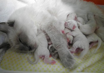 portée de 6 chatons - Idylle - Chatterie Ragdolls du Val de Beauvoir